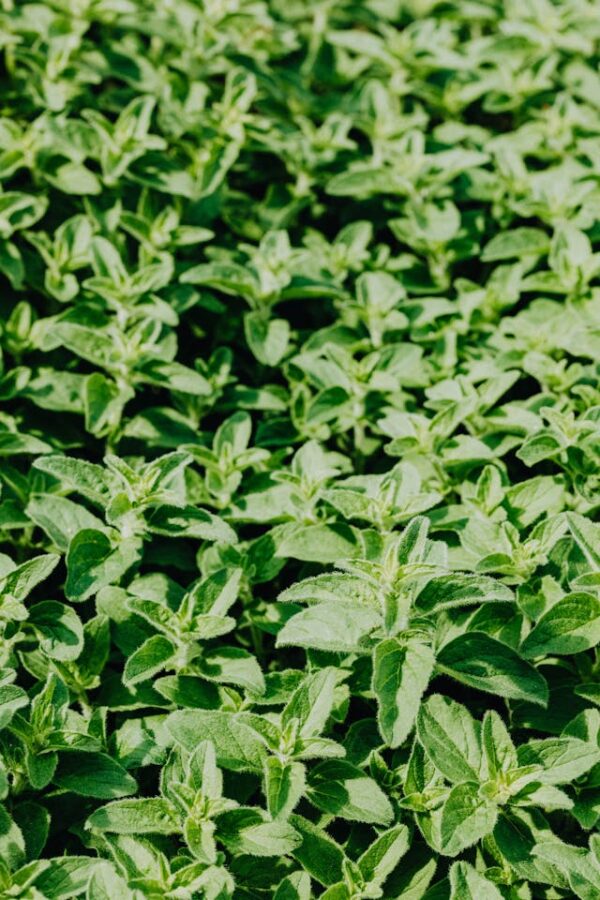 Oregano اورگانو - Image 2